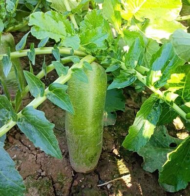 Probenazole 95%Tech 8% GR 24% GR at CAS No. 27605-76-1 Solubility Chloroform Slightly