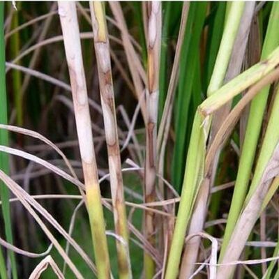 Validamycin Fungicide Jinggangmycin 10% SL 60%TC With Validamycin And CAS No. 37248-47-8