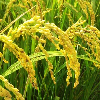 Validamycin Fungicide Jinggangmycin 10% SL 60%TC With Validamycin And CAS No. 37248-47-8