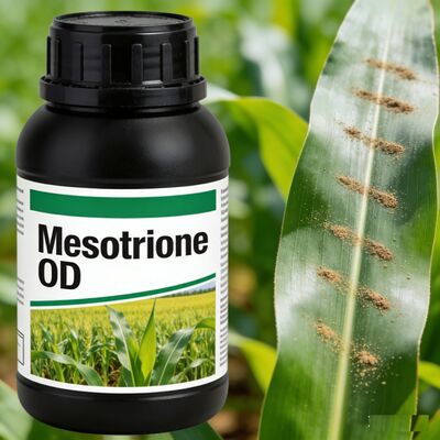 Mesotrione ++ OD