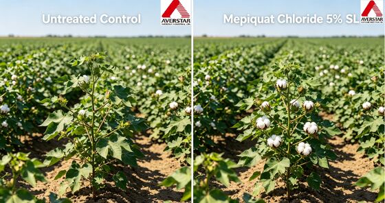 Highly Effective Mepiquat Chloride 5% SL for Plant Growth Regulation Cotton